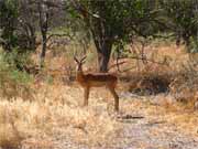 Antilopa impala.