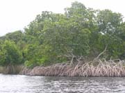 Mangrovníky. Národní park Petit Loango.