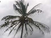 Kokosová palma. Národní park Petit Loango.