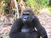 Nížinné gorily. Národní park Petit Loango.