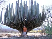 Kaktusový háj.