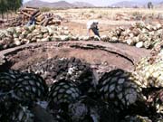 Uzení kaktusů, tedy výroba Mezcalu.