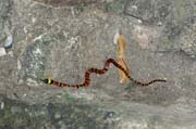Co je tohle za hada? Palenque, maysk ruiny.