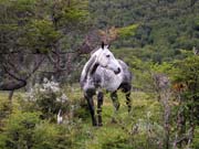 Trek po Tierra del Fuego - polodivocí koně.