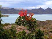NP Torres del Paine - květena. (foto: Aleš Cahlík)
