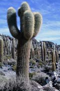 Kaktusy na ostrově Isla Pescado, Solná poušť Salar de Uyuni.
