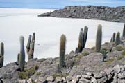 Kaktusy na ostrově Isla Pescado, Solná poušť Salar de Uyuni.