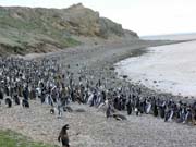 Tučňáci, ostrov Magdalena.