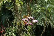 Cartago, orchideje.