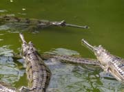 Gaviálové indičtí (místní druh krokodýlů).