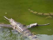 Gaviálové indičtí (místní druh krokodýlů).