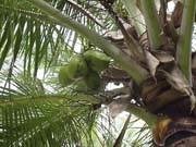 Kokosov palma, Kea,