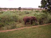 Slon africk - nrodn park Tsavo east, Kea.