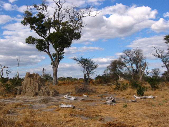 V Deltě Okavanga.