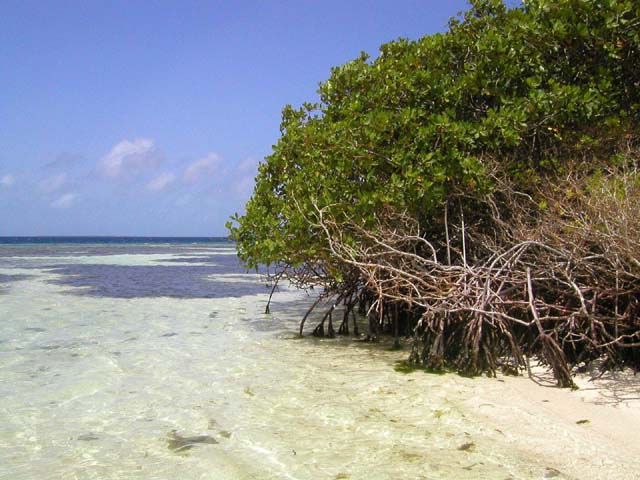 Los Roques - mangrovy.