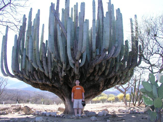 Kaktusov hj.