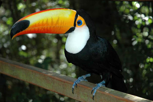 Iguazú - ptačí park. (foto: Zbyněk Straník)