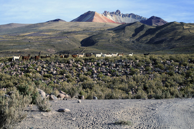 Lamy Alpaca ped sopkou Tunapa, Soln pou Salar de Uyuni.