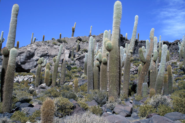 Kaktusy na ostrov Isla Pescado, Soln pou Salar de Uyuni.