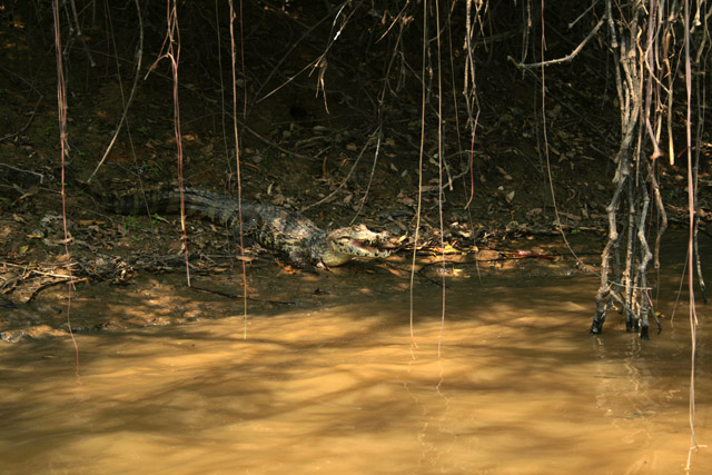 Krokodl, eka Rio Yacuma.