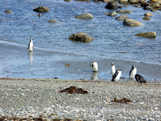 Tučňáci, poloostrov Seno Otway.