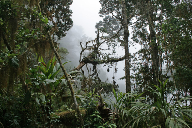 cesta na Cerro Chirippo - mlžný prales.