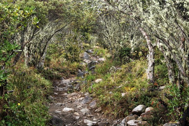 cesta na Cerro Chirippo - alpská louka.