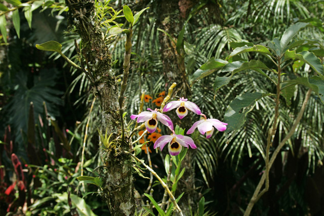 Cartago, orchideje.