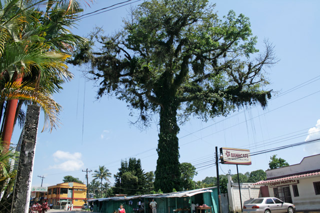 strom ceiba ve mst Pea Blanca v honduraskm vnitrozem.
