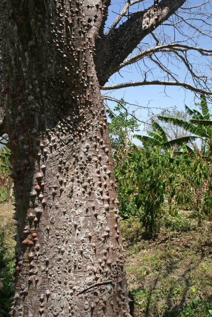 strom, ostrov Omotepe.