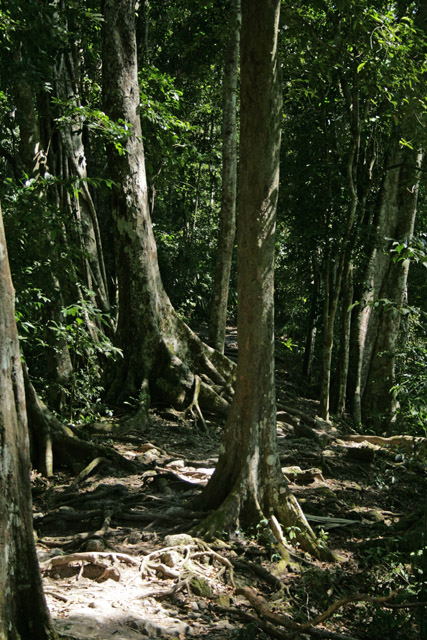 Maysk msto Tikal.