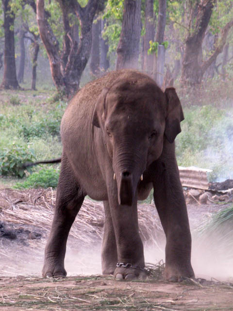 Slon indický.