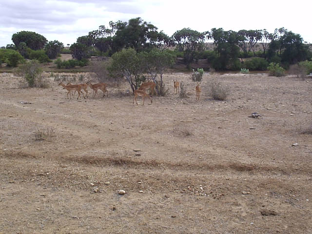 Antilopy - nrodn park Tsavo east, Kea.