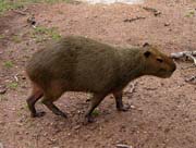 Kapybara.