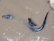 Krokodýl - i ty lze spatřit při plavbě po řece Sepik.
