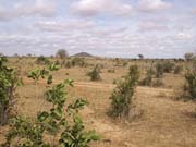 Safari - národní park Tsavo east, Keňa.