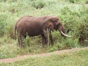 Slon africký - národní park Tsavo east, Keňa.