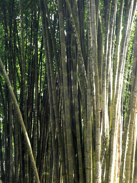 Bambus, Nrodn park Itatiaia.